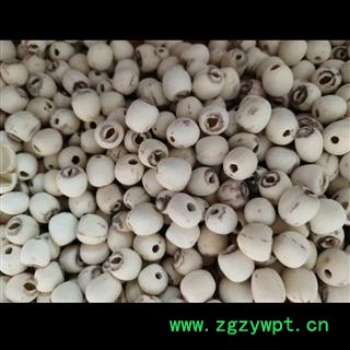 白莲子 湖南空心磨皮白莲子98货 产地 湖南省图2