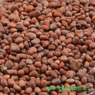 莱菔子 莱菔子统货 产地 安徽省 另有炒莱菔子 买好药找娟子图3