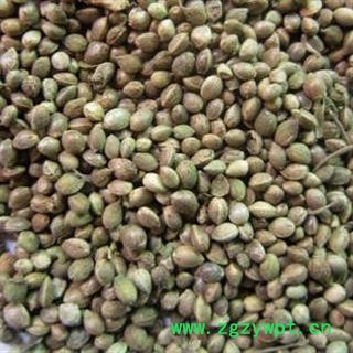 火麻仁 火麻仁大粒 产地 甘肃省 娟子中药 买好药找娟子图3