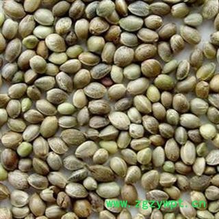 火麻仁 火麻仁大粒 产地 甘肃省 娟子中药 买好药找娟子图2