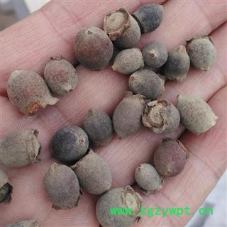 桃金娘 桃金娘子 岗稔子 山稔子 桃金娘果 岗念子 产地 广西壮族自治区 买好药找娟子图3