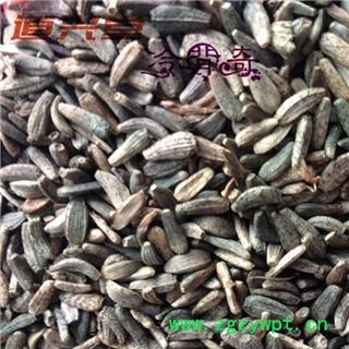 牛蒡子 大力子 牛蒡子净货 产地 吉林省 批发经营各种冷背中草药个子图3