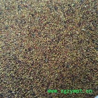 菟丝子 菟丝子水洗选货 产地 内蒙古自治区图2