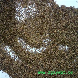 菟丝子 菟丝子精选货 产地 内蒙古自治区图2