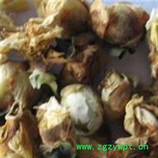 吉康药业商陆 商陆花 荡花图2