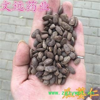 瓜蒌仁 单边瓜蒌子选货 产地 河南省图3