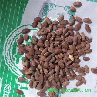 瓜蒌仁 单边瓜蒌子选货 产地 河南省图2