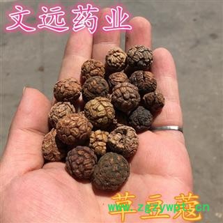 草豆蔻 草豆蔻 统 批发各种规格名贵药材 产地 广西壮族自治区图2