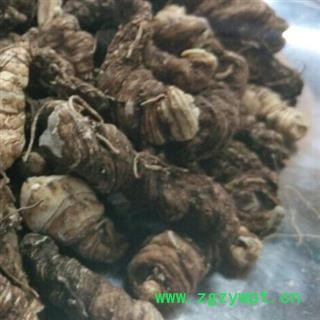 吉康药业拳参 紫参 草河车 个子图2