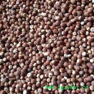 芡实 无硫中大粒 产地 广东省肇庆市广宁县图2