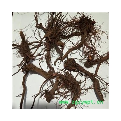 野生茜草 精选新品促销 产地 河南省