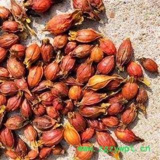 栀子 江西栀子统个 产地 江西省 买好药找娟子图2