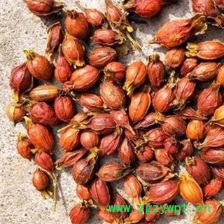 栀子 江西栀子统个 产地 江西省 买好药找娟子图3