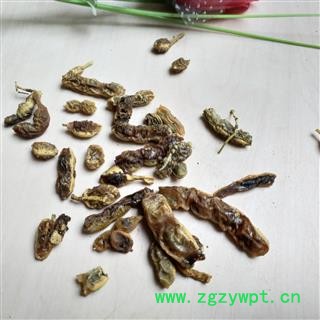 槐角 槐角选货 产地 山东省图2