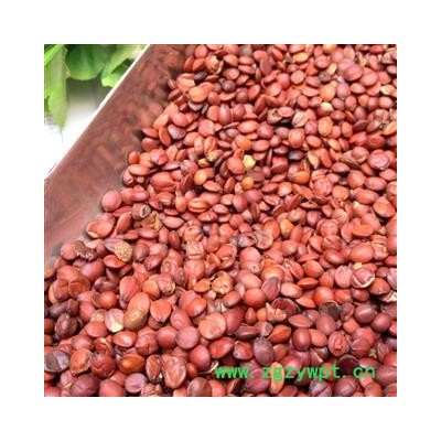 酸枣仁 酸枣仁饱满精选货 产地 河北省