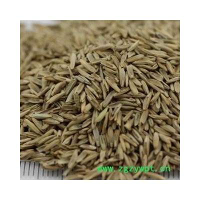 驱虫斑鸠菊 除虫斑鸠菊 印度山茴香 艾特日拉力 野茴香 统货 产地 新疆维吾尔自治区