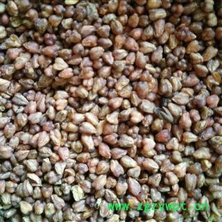 荞麦 苦荞茶 苦荞麦 黑苦荞 产地 云南省图2