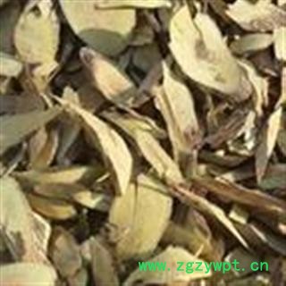 大叶铁包金 乌龙根、勾儿茶、老鼠耳图2