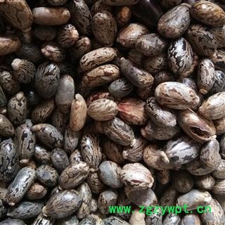 蓖麻子 颗粒饱满 选货 产地 安徽省图2