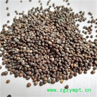 紫苏子 紫苏子净货 产地 河南省图2
