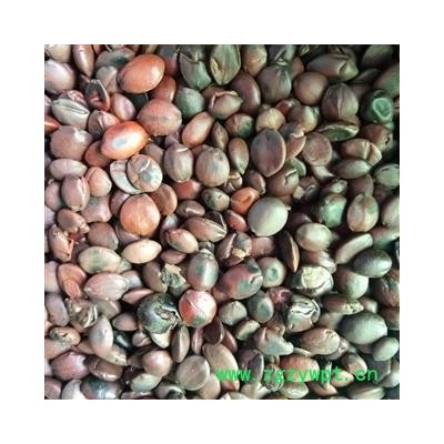 酸枣仁 酸枣仁95货 产地 山东省