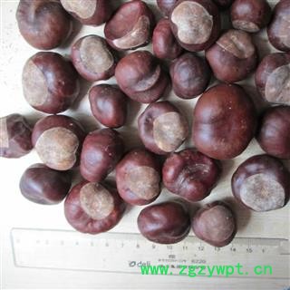 娑罗子 苏罗子 棱罗子 统 产地 海外图2