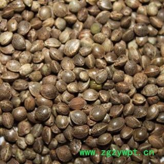 火麻仁 统货 产地 河北省秦皇岛市海港区图2