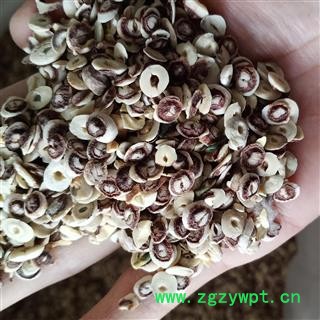 莲子 莲子冒 产地 湖南省图2