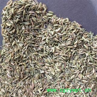 小茴香 统 产地 广西壮族自治区图2