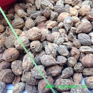 益智仁 统 产地 海南省海口市市辖区图4