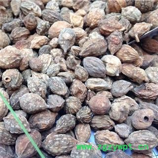 益智仁 统 产地 海南省海口市市辖区图2