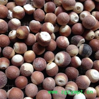 芡实 特大选个 13厘 产地 福建省图2