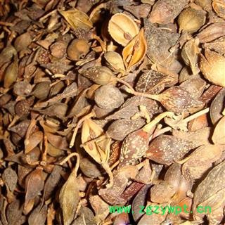 连翘 老翘（黄翘）统货 产地 山西省 买好药找娟子图3