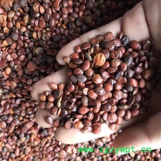 酸枣仁 酸枣仁选货 产地 山东省 买好药找娟子图2