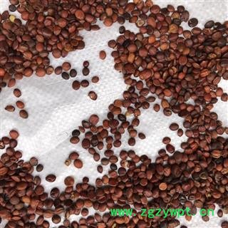 酸枣仁 酸枣仁选货 产地 山东省 买好药找娟子图3