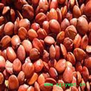 娟子中药 酸枣仁 进口 产地 海外图3