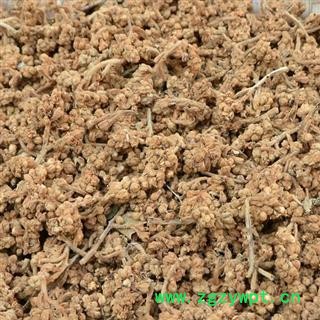 枇杷 枇杷花 产地 四川省 买好药找娟子图3