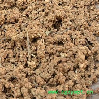 枇杷 枇杷花 产地 四川省 买好药找娟子图2