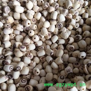 白莲子 统货 产地 山东省图2