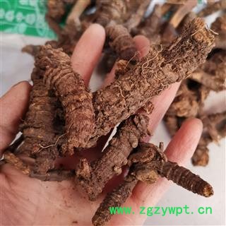 吉康药业羌活 选 蚕羌 蚕羌活个子 羌活 羌活 香羌活图2