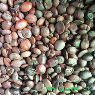 酸枣仁 国产酸枣仁 纯正品酸枣仁 酸枣仁95货 产地 山西省图2