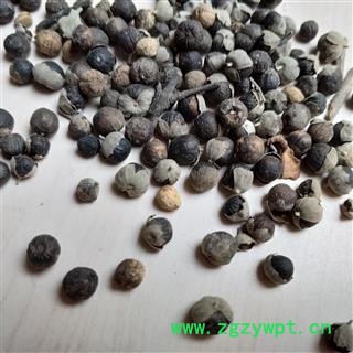 蔓荆子 云南蔓荆子小粒统货 产地 云南省图2