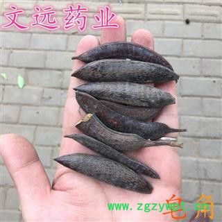 皂角 野生小皂角 产地 河南省图2