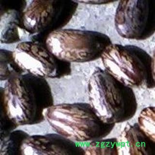 蓖麻子 萆麻子 蓖麻仁 大麻子  统 产地 内蒙古自治区图3