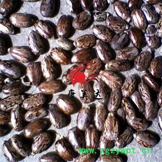 蓖麻子 萆麻子 蓖麻仁 大麻子  统 产地 内蒙古自治区图2