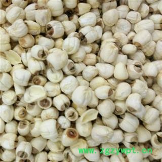 白莲子 食用白莲子 产地 江西省图2