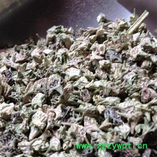 刺蒺藜 白蒺藜 统 产地 河南省濮阳市图2