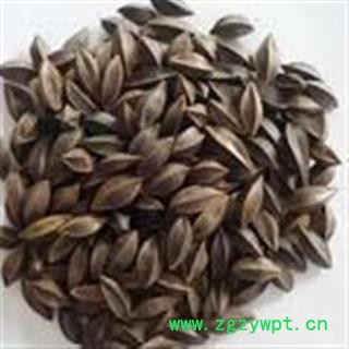 使君子 选货 产地 江西省鹰潭市月湖区图3