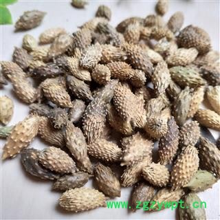 苍耳子 选货 产地 吉林省图2