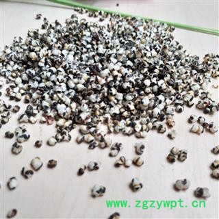 王不留行 甘肃王不留行选货 产地 甘肃省图2